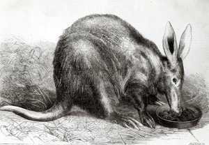 Le fourmilier du Cap aux jardins de la Société zoologique, Regents Park, de 